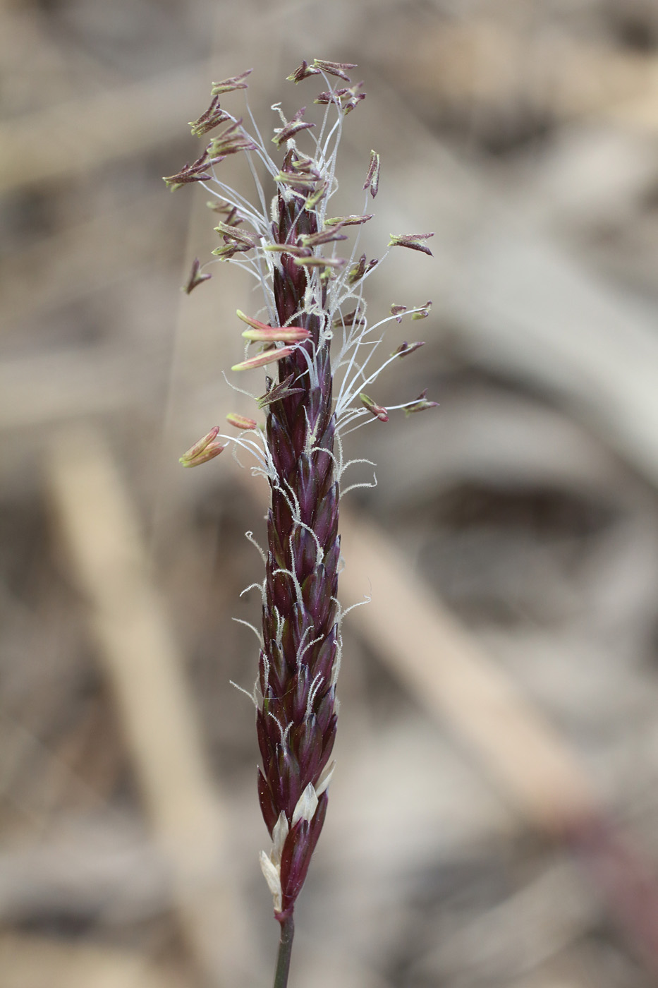 Image of Alopecurus myosuroides specimen.