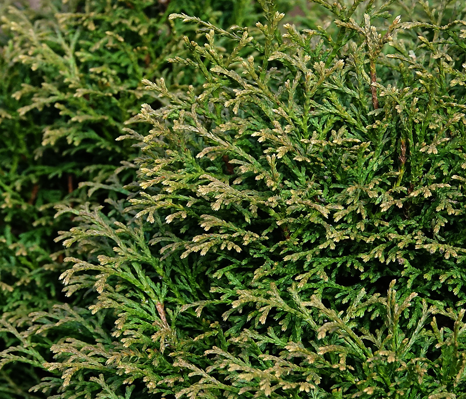 Image of Thuja occidentalis specimen.