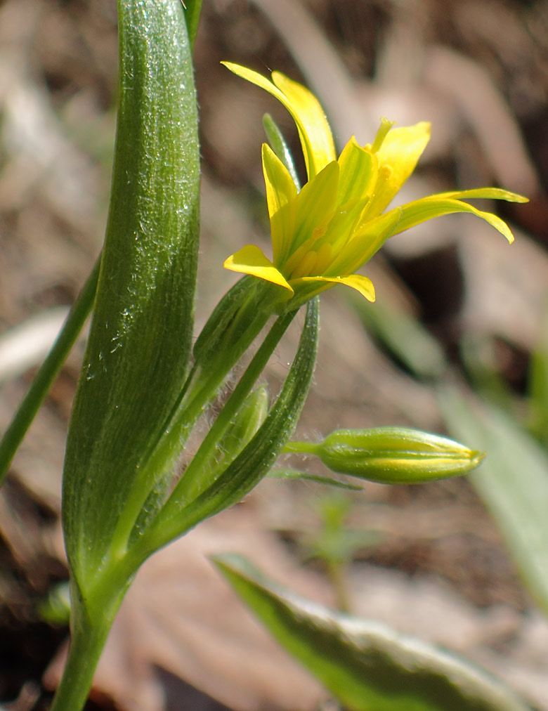 Image of Gagea minima specimen.