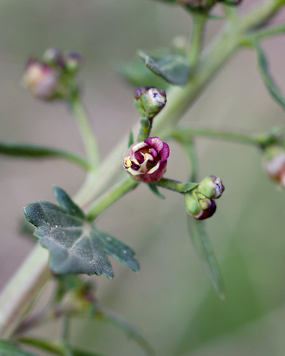 Image of Scrophularia rostrata specimen.