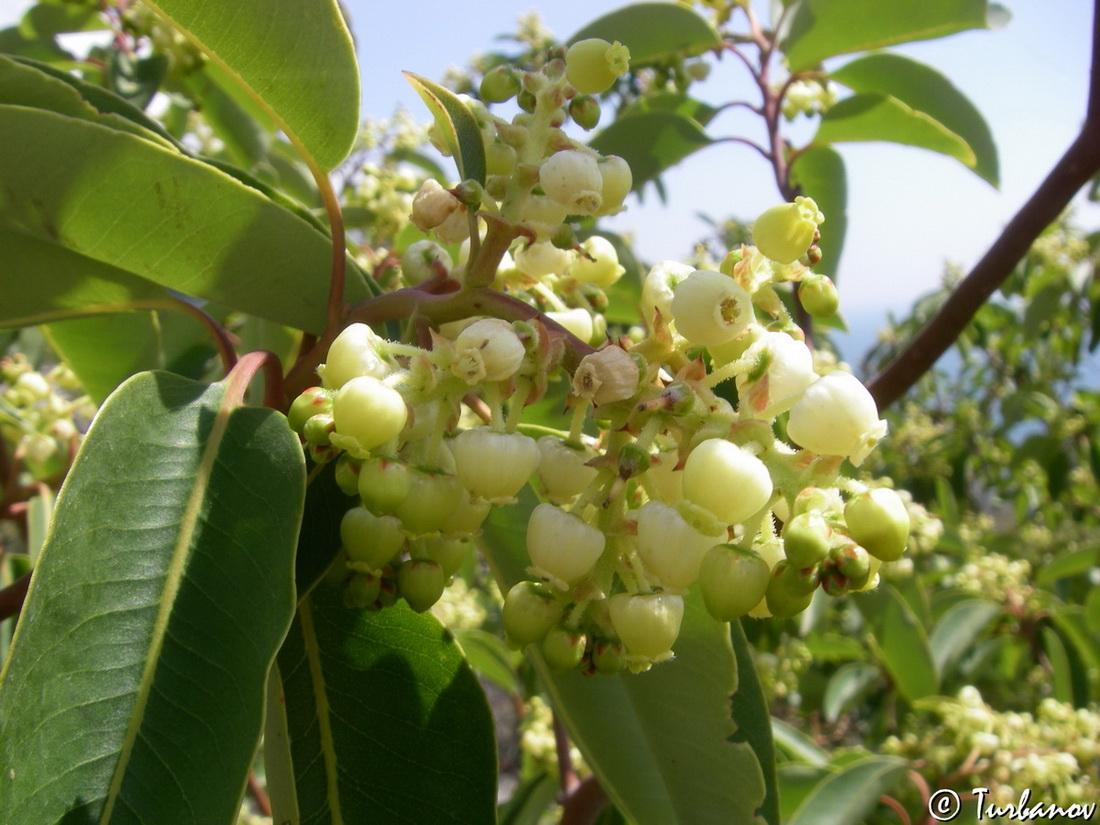 Image of Arbutus andrachne specimen.