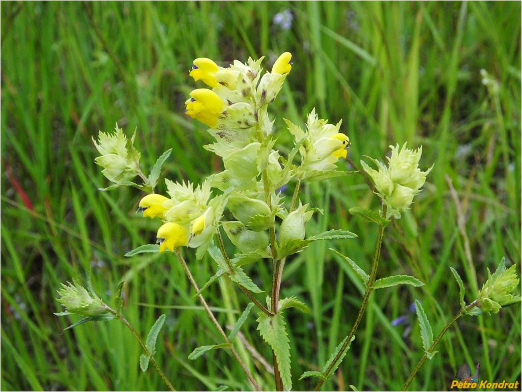 Image of genus Rhinanthus specimen.