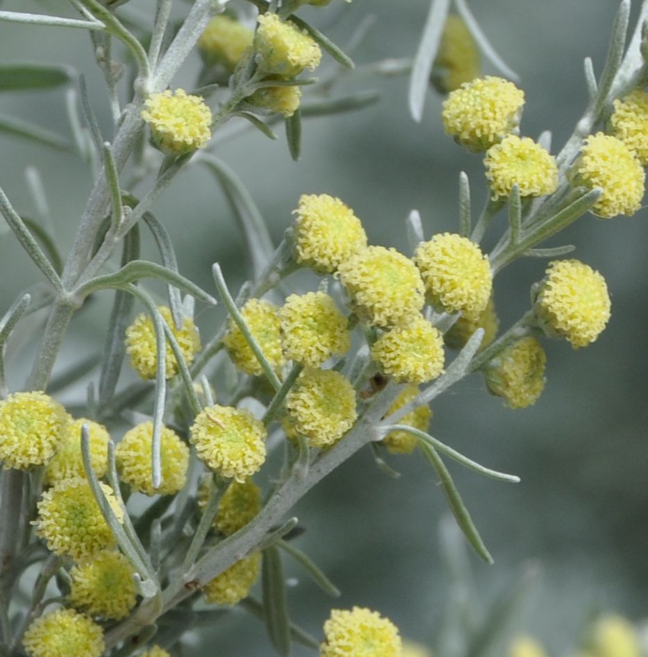 Image of genus Artemisia specimen.