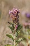 Teucrium chamaedrys. Верхушка побега с соцветием. Краснодарский край, Темрюкский р-н, окр. пос. Кучугуры, береговой песчано-глинистый склон. 08.07.2017.