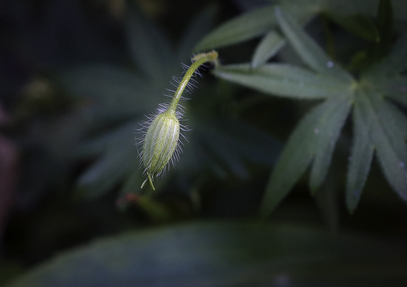 Image of Geranium sanguineum specimen.