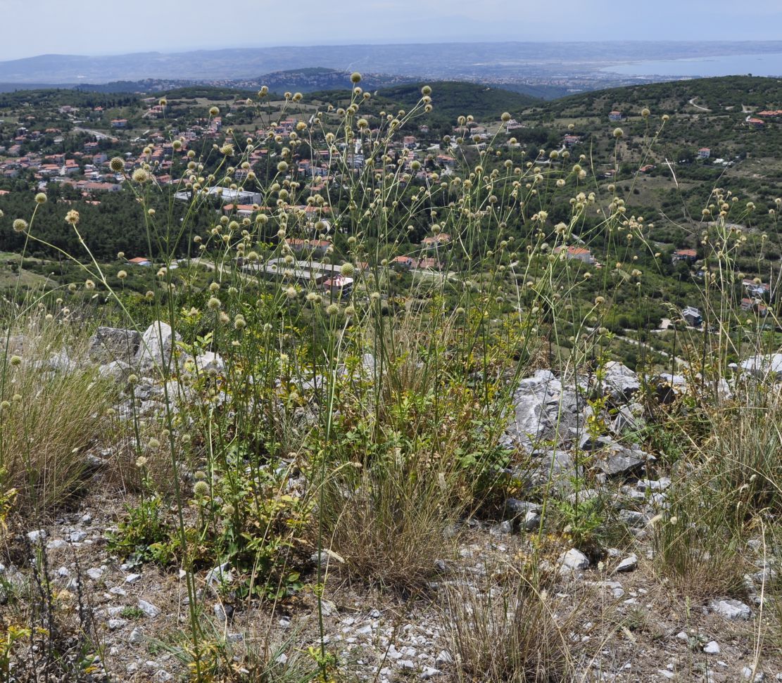 Image of Cephalaria ambrosioides specimen.