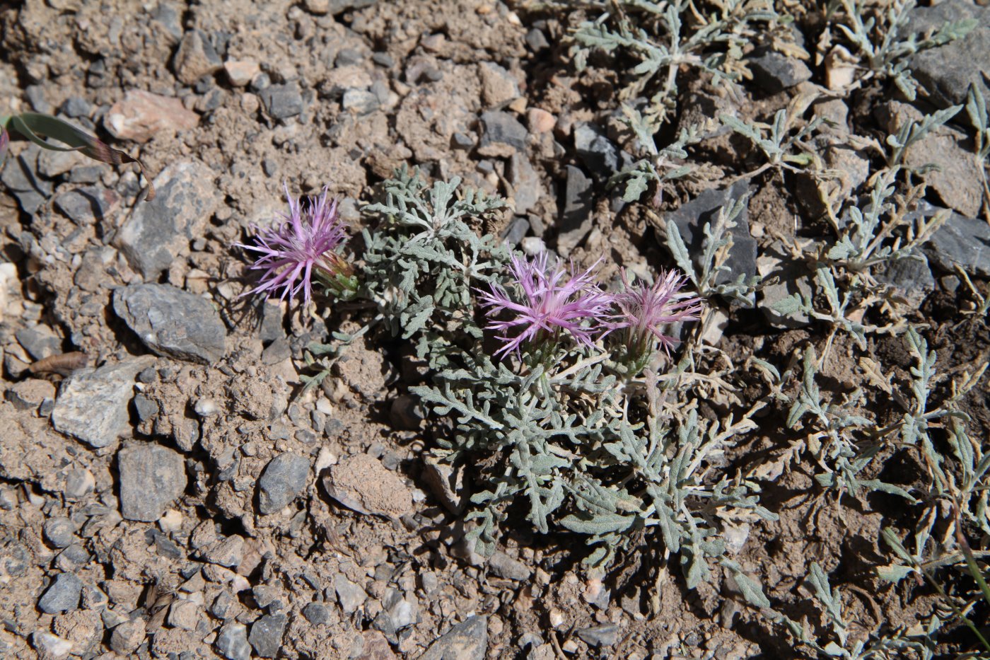 Image of Jurinea algida specimen.