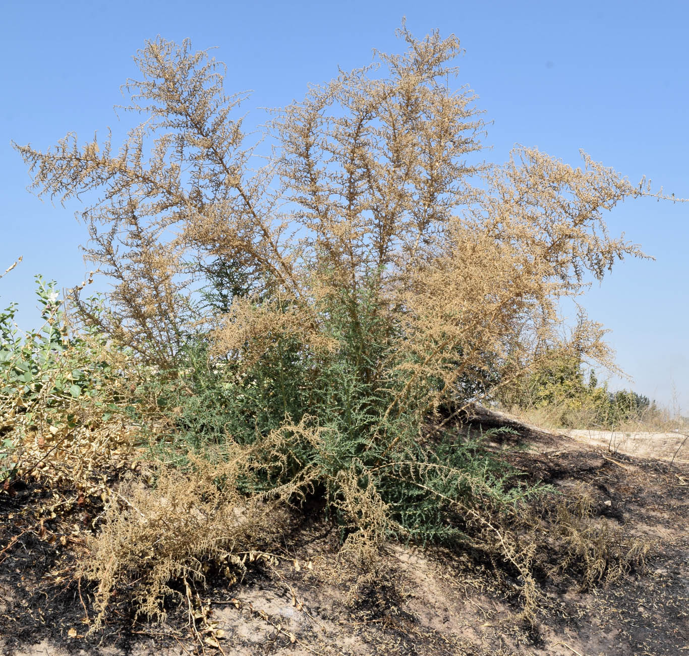 Изображение особи Salsola dendroides.