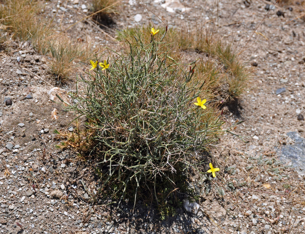 Image of Scorzonera acanthoclada specimen.