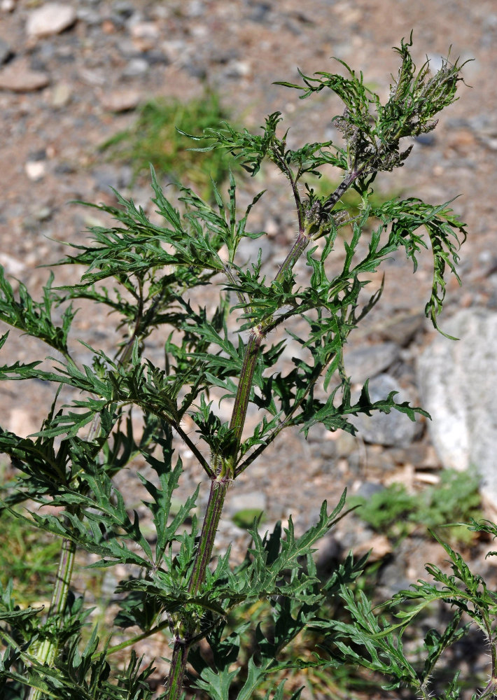 Image of Urtica cannabina specimen.