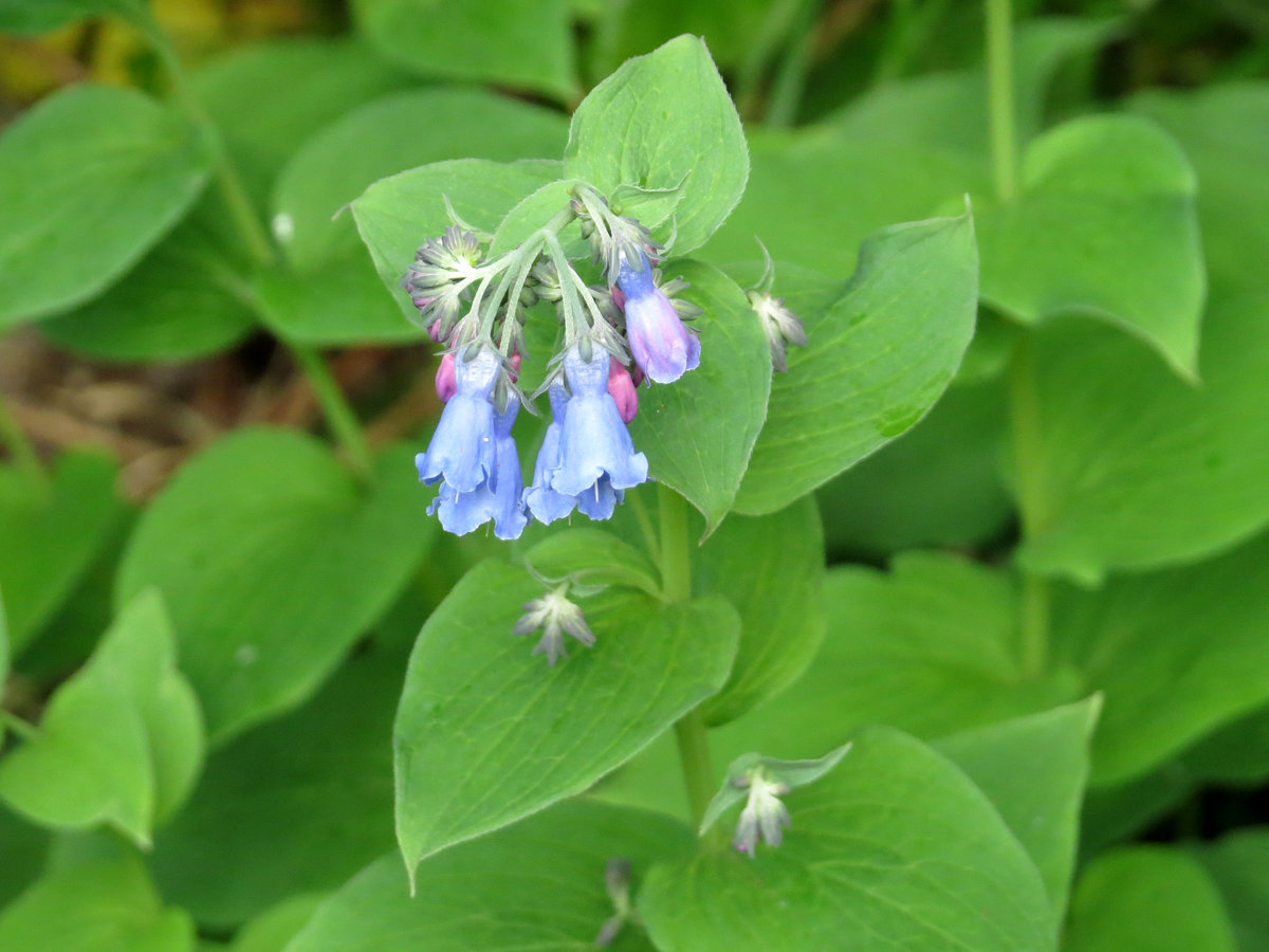 Изображение особи Mertensia pterocarpa.