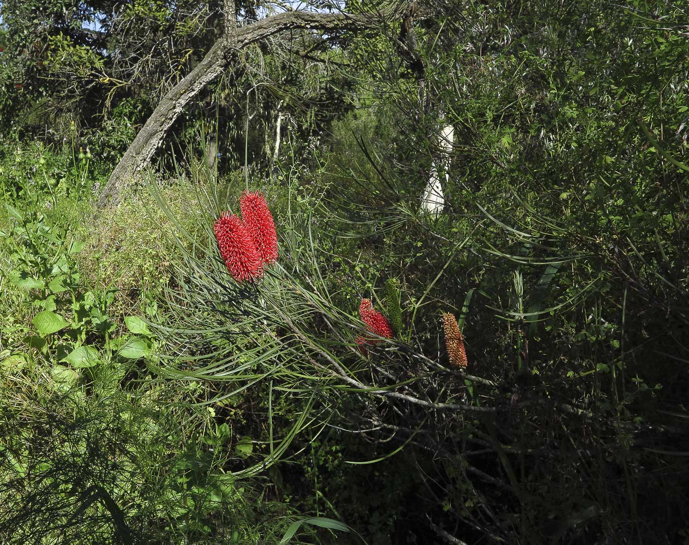 Image of Hakea bucculenta specimen.