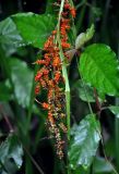 Scleria polycarpa. Соплодие. Малайзия, Камеронское нагорье, ≈ 1500 м н.у.м., опушка влажного тропического леса. 03.05.2017.