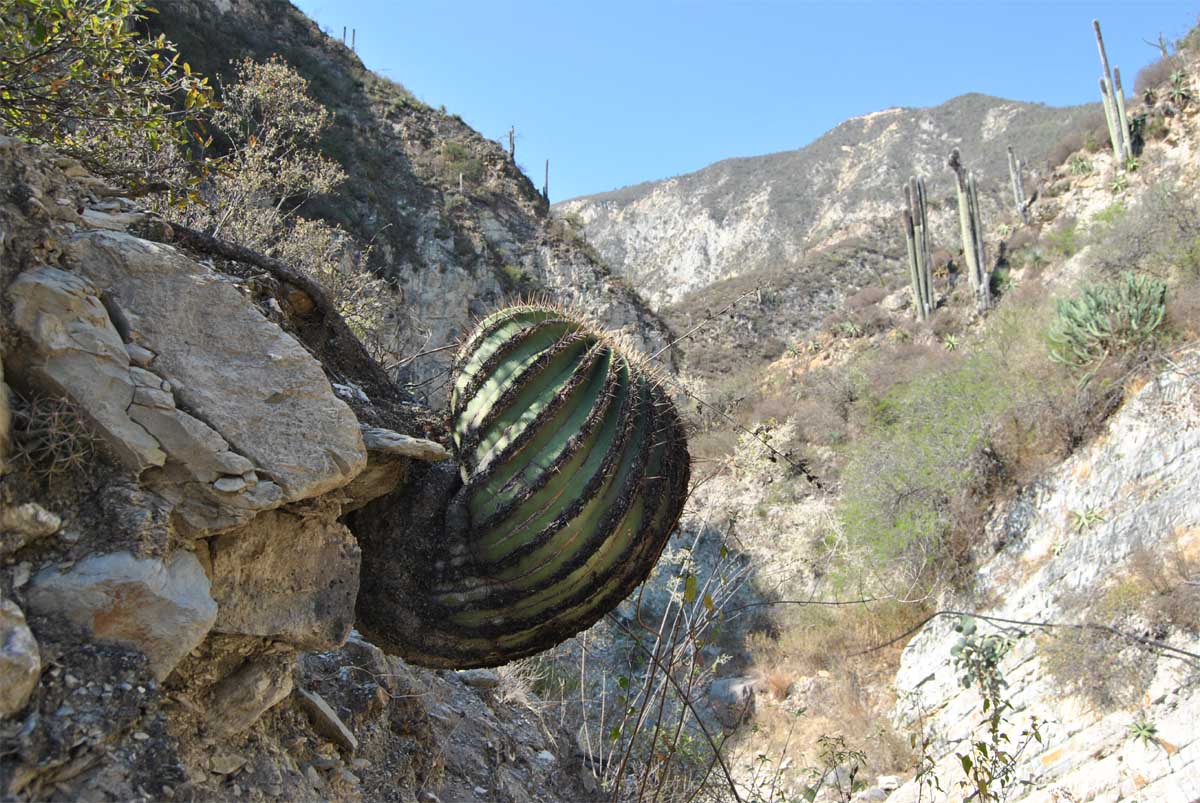 Image of Echinocactus platyacanthus specimen.