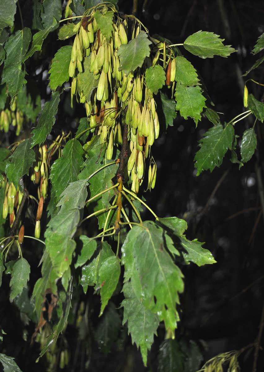 Изображение особи Fraxinus excelsior var. diversifolia.