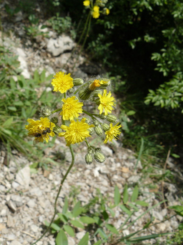 Image of genus Pilosella specimen.