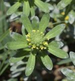 Alyssum alyssoides