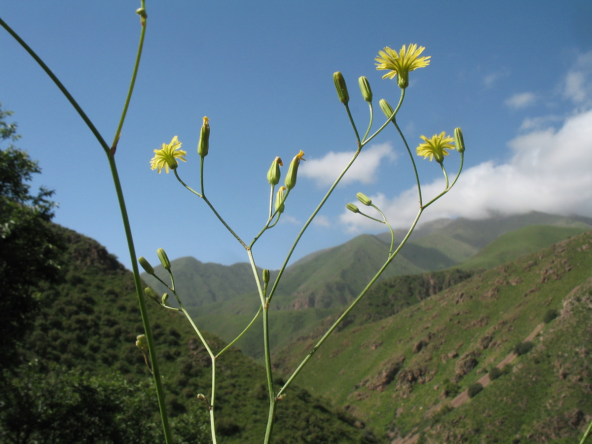 Image of Crepis pulchra ssp. turkestanica specimen.