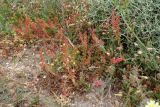 Rumex bucephalophorus. Плодоносящие растения в растительном сообществе. Греция, Эгейское море, север о-ва Парос, национальный парк Св. Яниса Детис Колимбифрес; высокий берег моря, обочина туристической тропы. 11.04.2018.