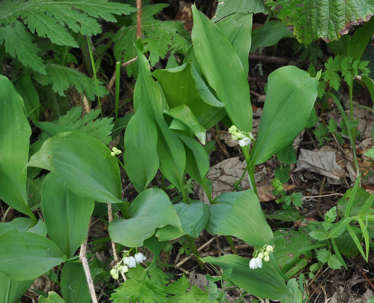 Image of Convallaria majalis specimen.