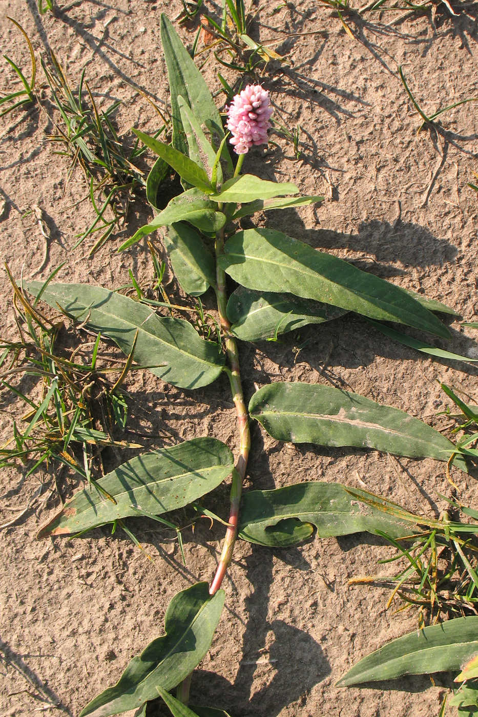 Image of Persicaria amphibia specimen.