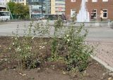 Symphoricarpos albus variety laevigatus. Плодоносящие растения. Иркутская обл., г. Иркутск, в культуре. 29.09.2018.