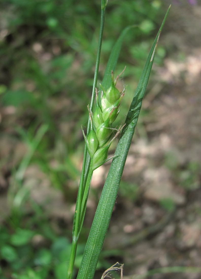 Изображение особи Carex depauperata.