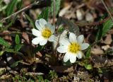 Dryas grandis