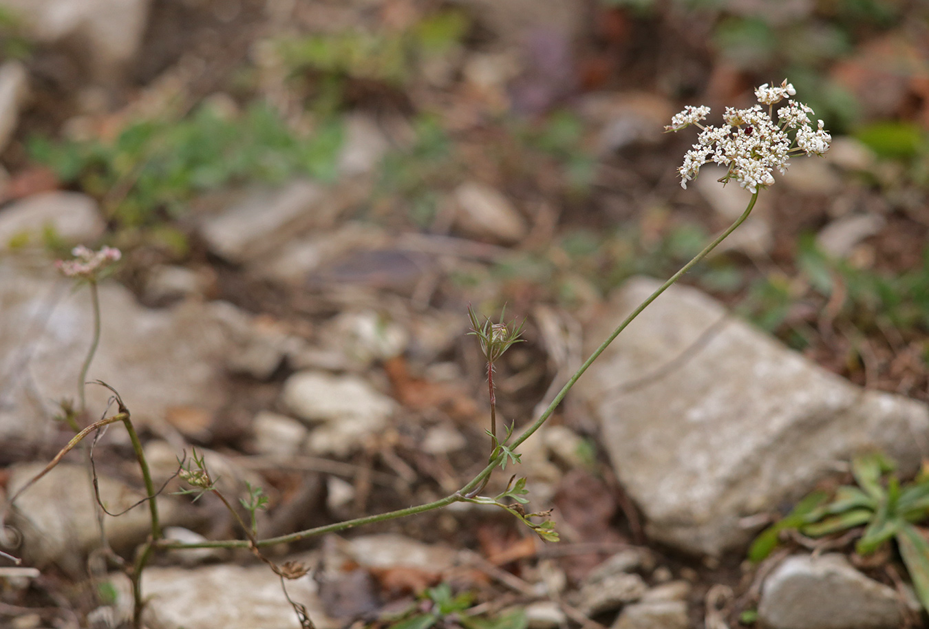 Image of Daucus carota specimen.