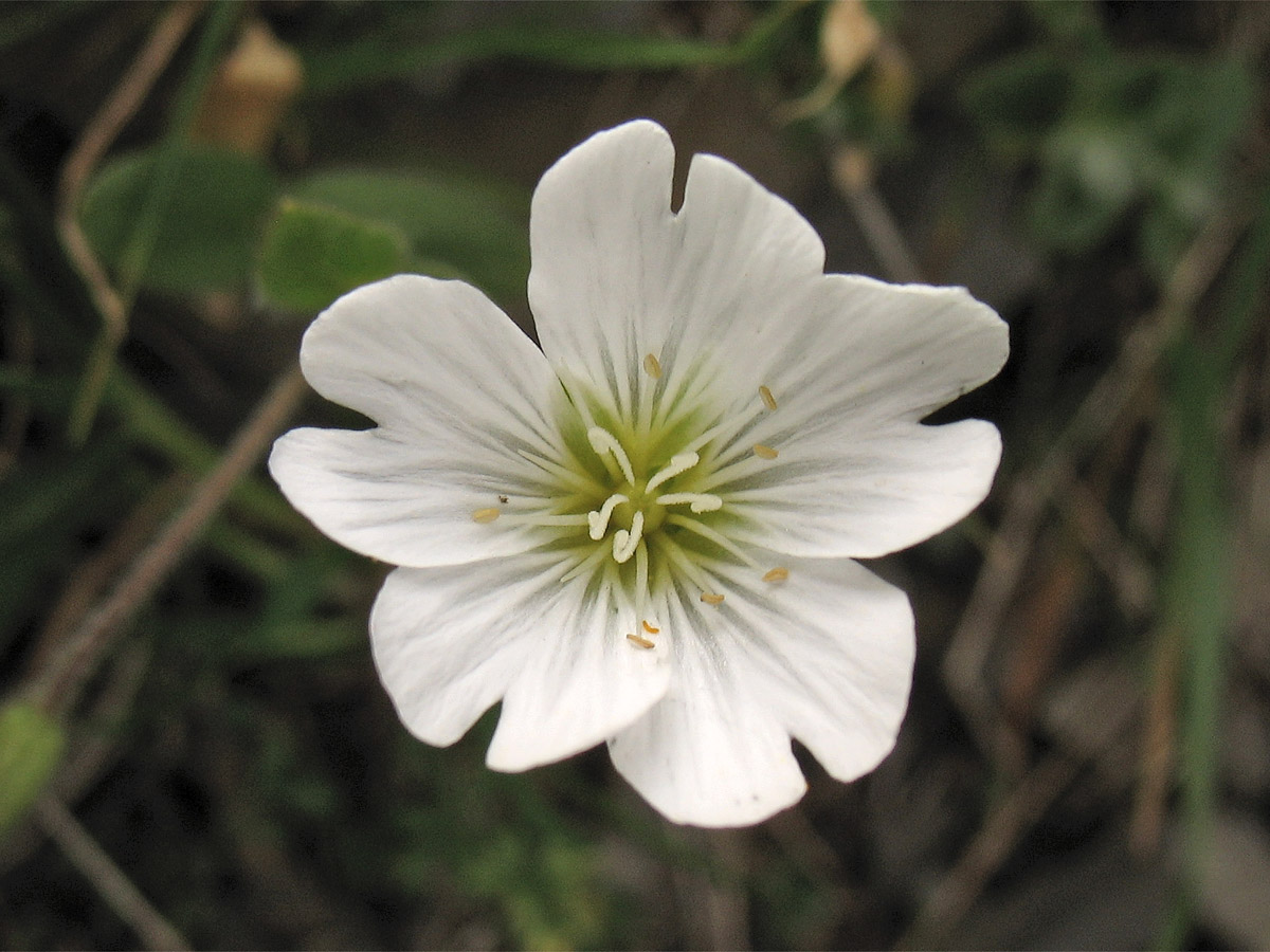 Image of Cerastium eriophorum specimen.