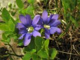 Gentiana laciniata