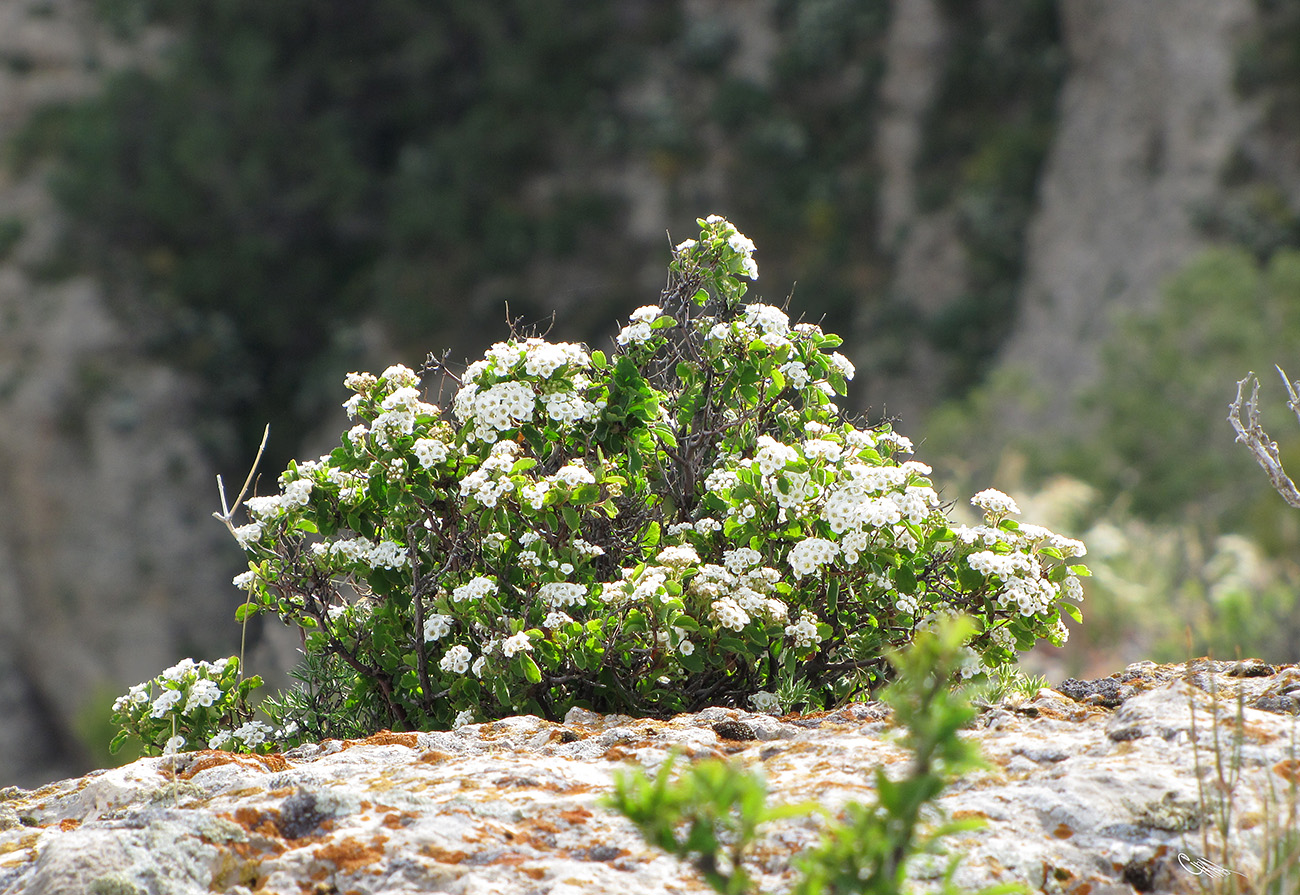 Image of Spiraea pilosa specimen.