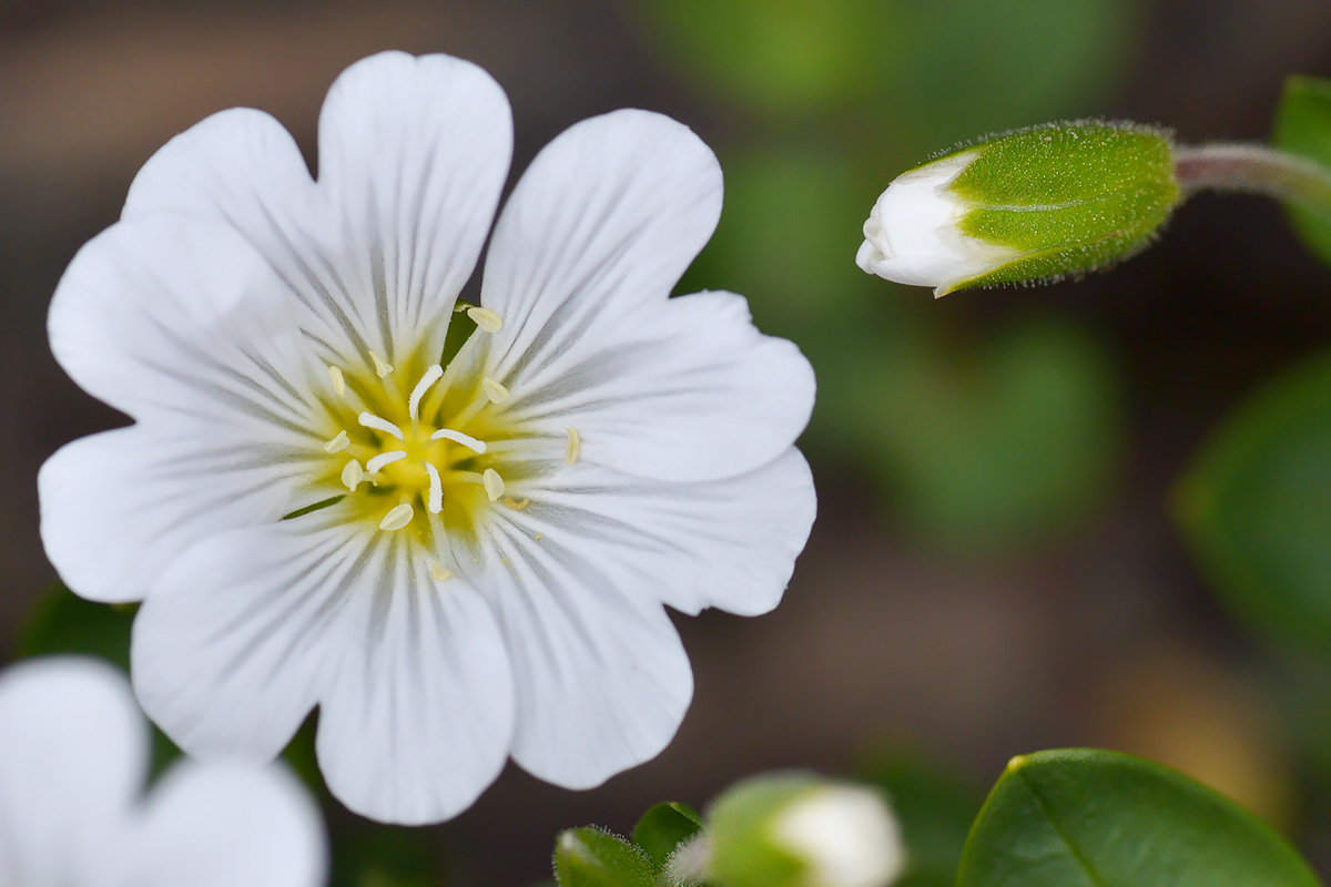 Image of Cerastium polymorphum specimen.