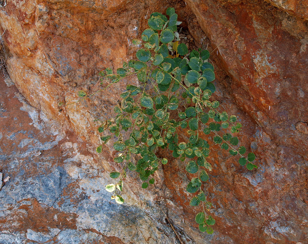 Image of Capparis orientalis specimen.