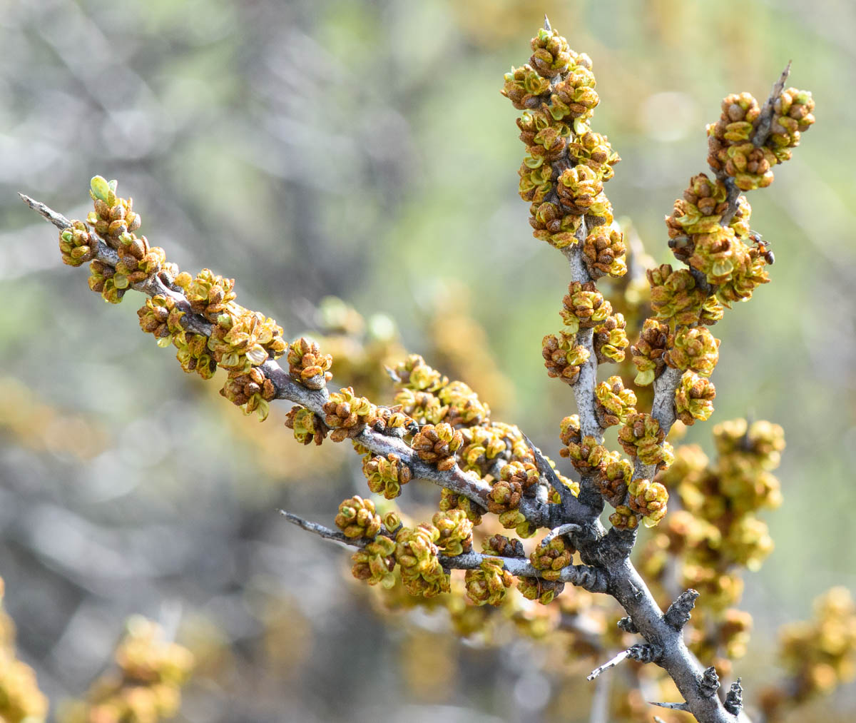 Image of Hippophae rhamnoides specimen.