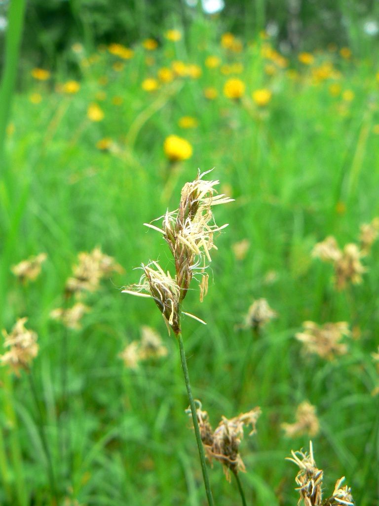 Image of Carex praecox specimen.