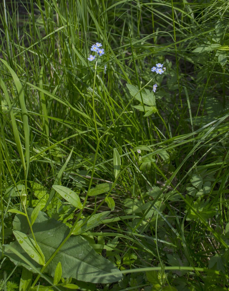 Изображение особи Myosotis palustris.