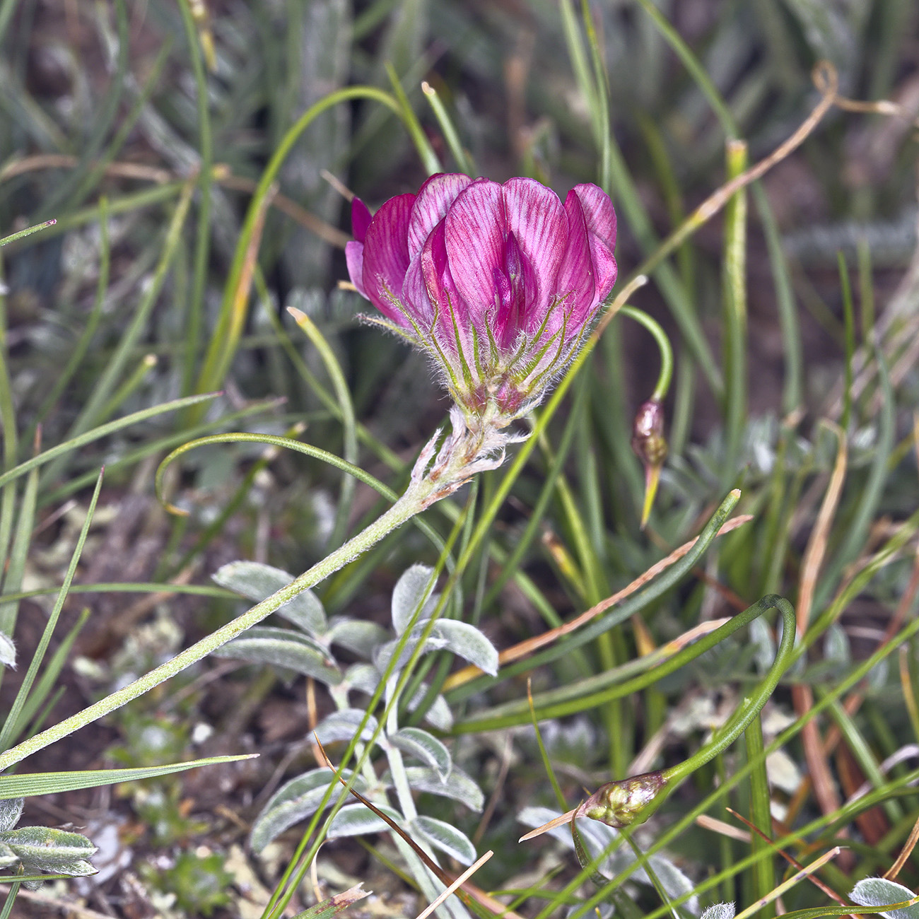 Image of genus Hedysarum specimen.