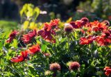 genus Gaillardia