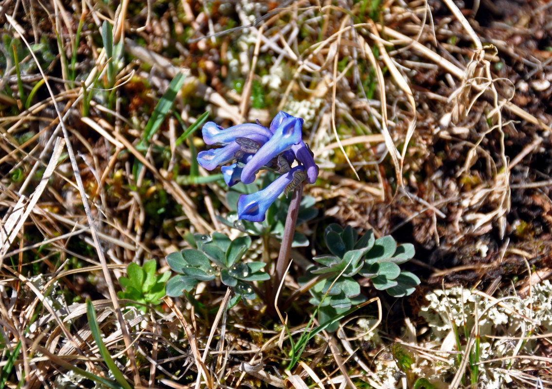 Image of Corydalis pauciflora specimen.