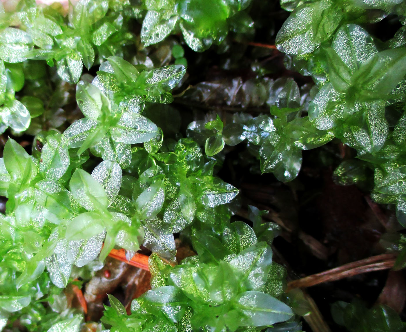 Image of Plagiomnium cuspidatum specimen.