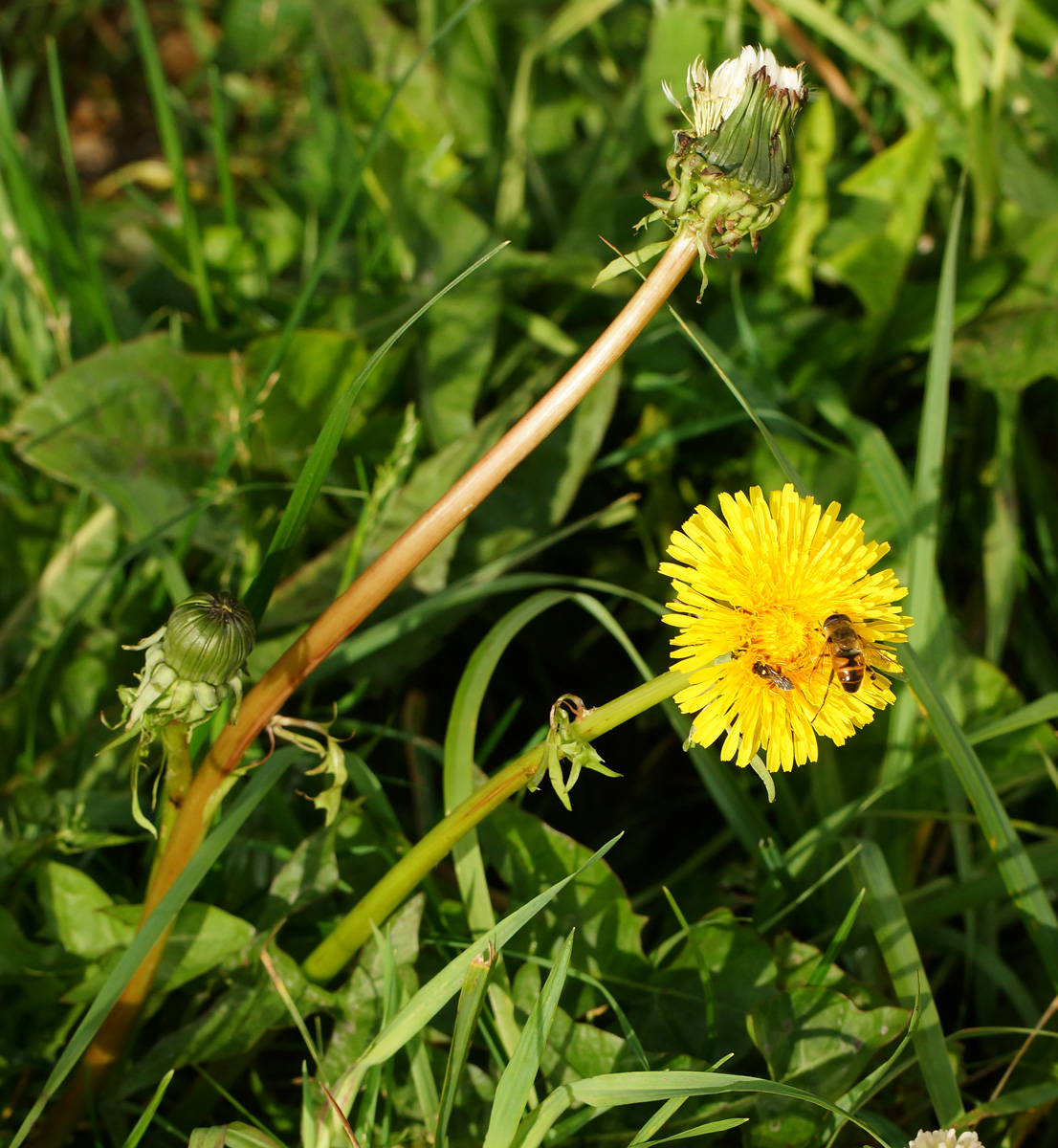 Изображение особи Taraxacum officinale.