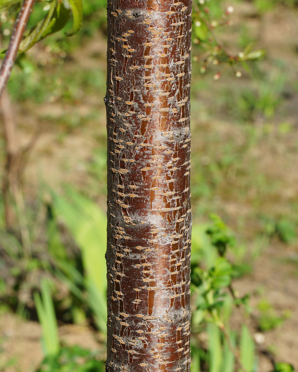 Image of genus Malus specimen.