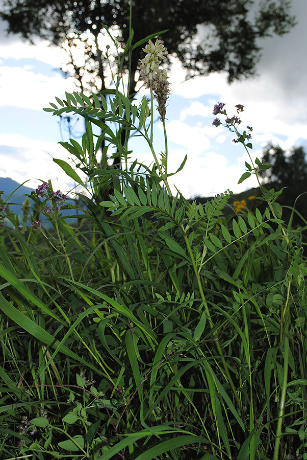 Image of Astragalus uliginosus specimen.