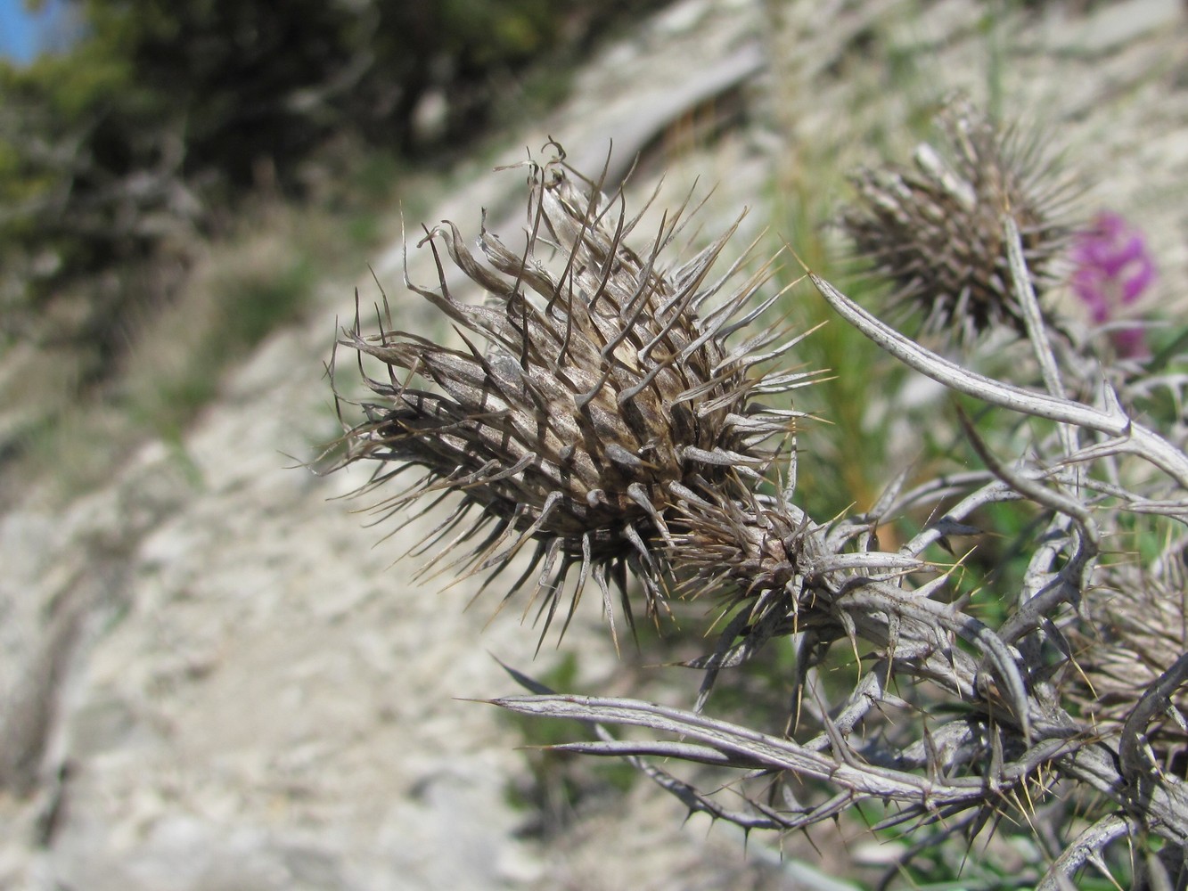 Image of Lamyra echinocephala specimen.