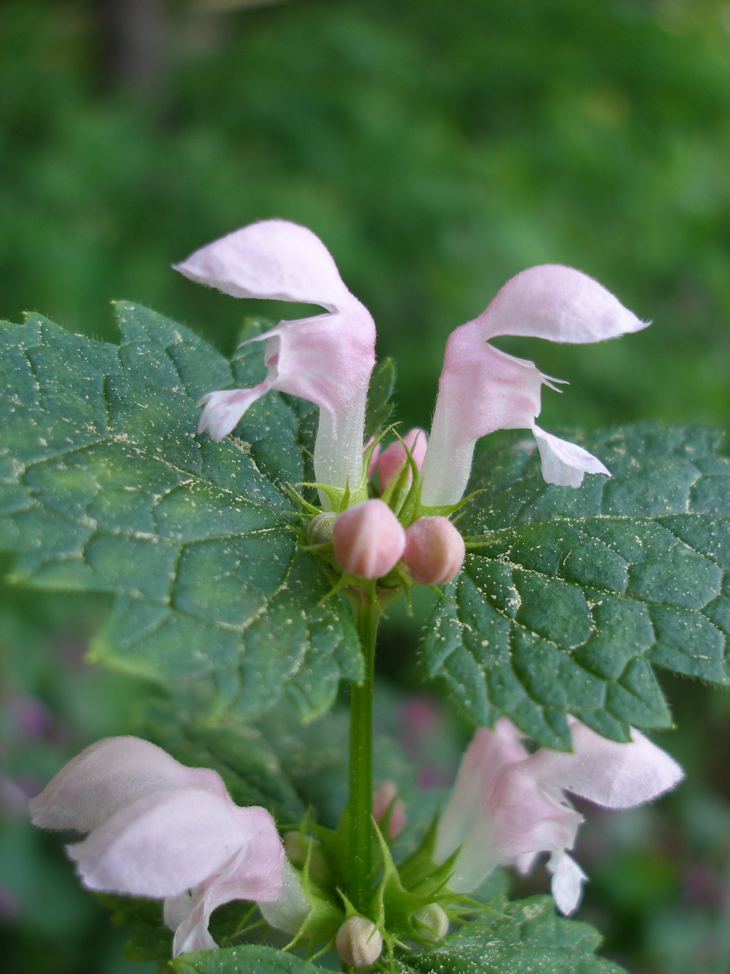 Изображение особи Lamium maculatum.