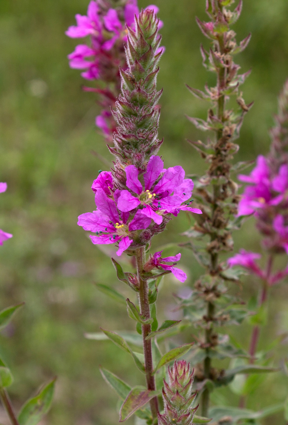 Изображение особи Lythrum salicaria.