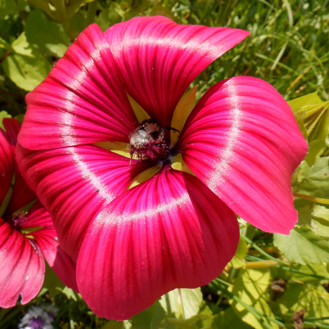 Image of Malope trifida specimen.