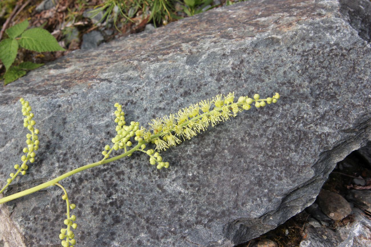 Image of Cimicifuga foetida specimen.