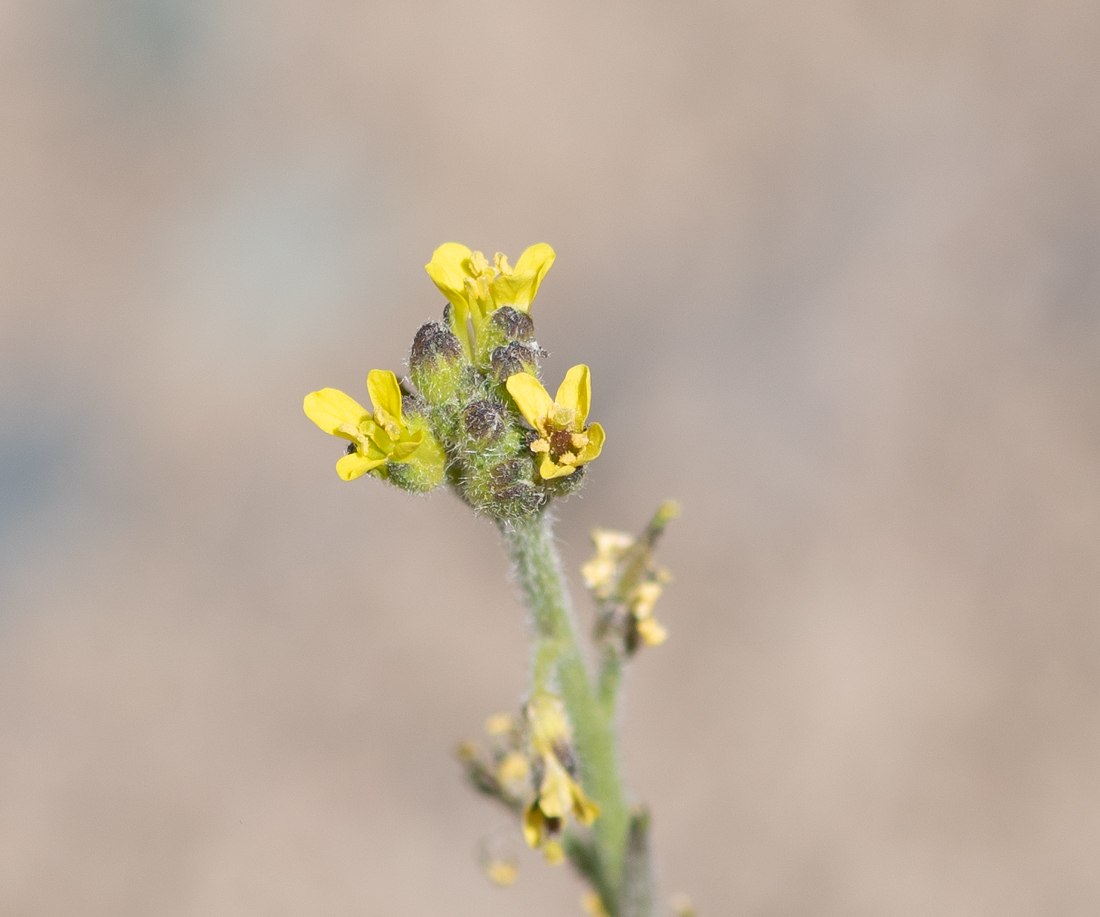 Image of Sisymbrium officinale specimen.